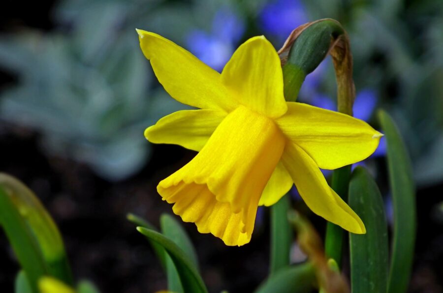 Daffodils Bring Hope | Grace for a Gypsy